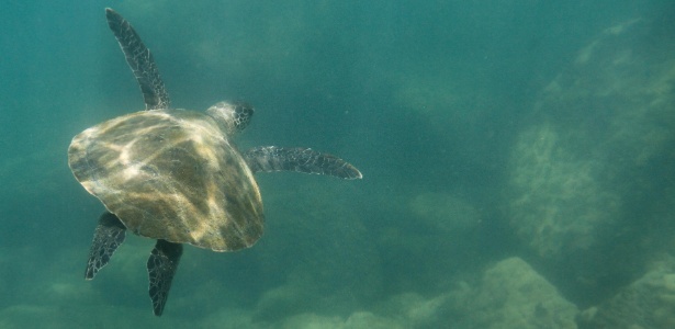 Tartaruga marinha possui 'GPS natural'